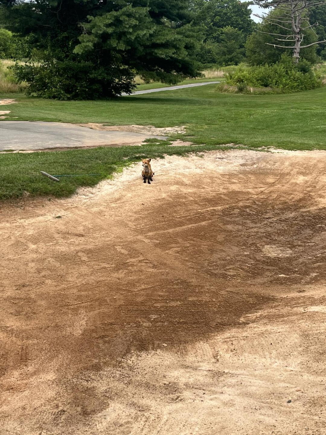 (Photo submitted by PinnacleStaffer on 07/08/2023)
