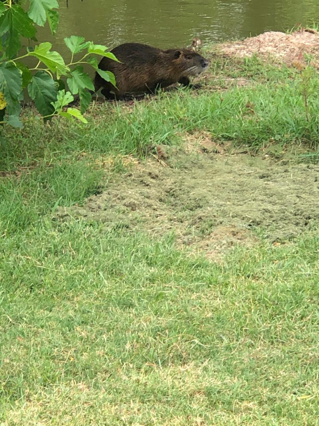 (Photo submitted by mikeham04 on 05/23/2019)