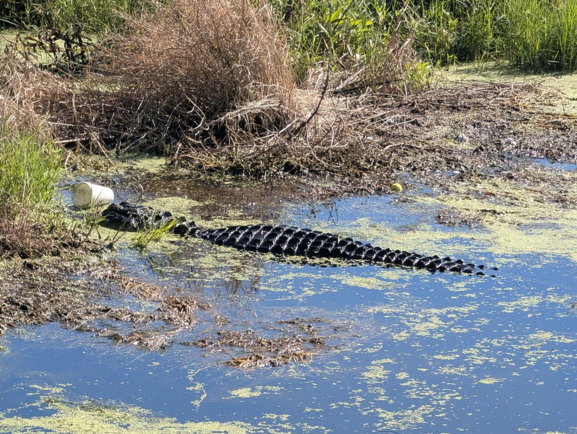Watch for gators. (Photo submitted by Ku99czNxc9LQ8bDwWMyw on 09/30/2026)