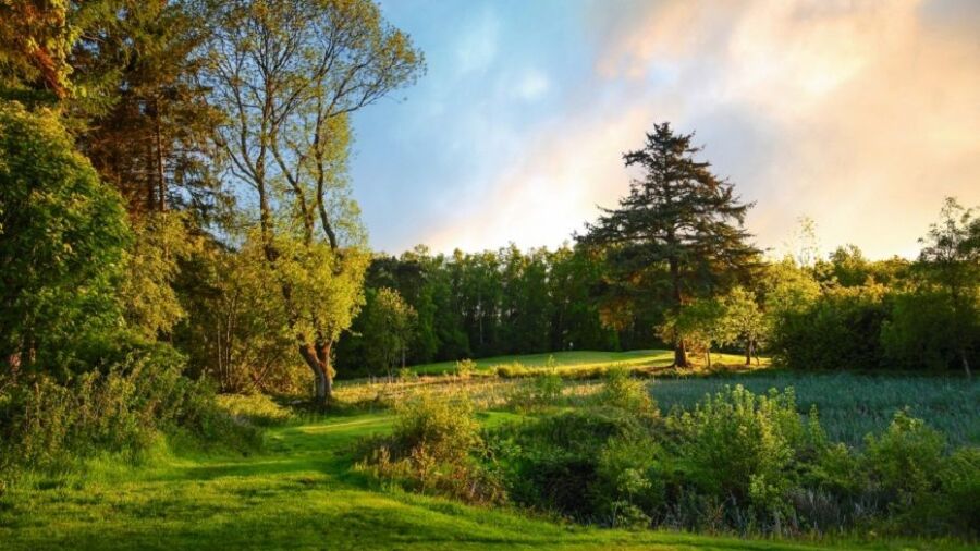 The Linden Hall parkland surroundings
