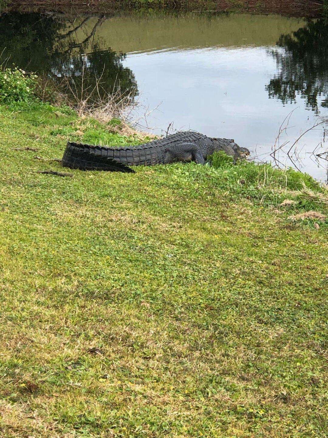 Deer Island Gator (Photo submitted by FloridaGolferNow on 02/04/2019)