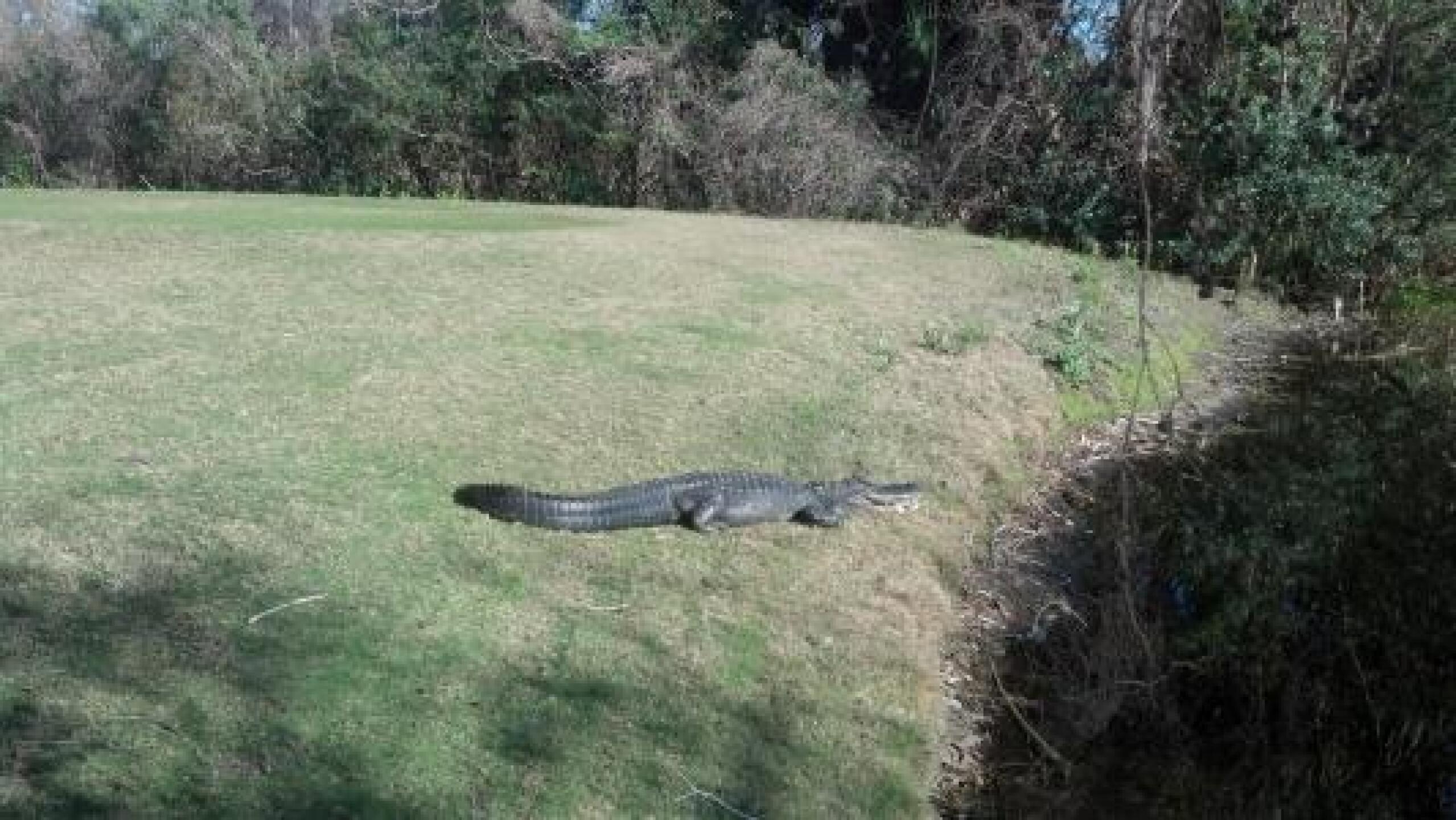 free drop (hazard) (Photo submitted by robtjudi on 02/21/2013)