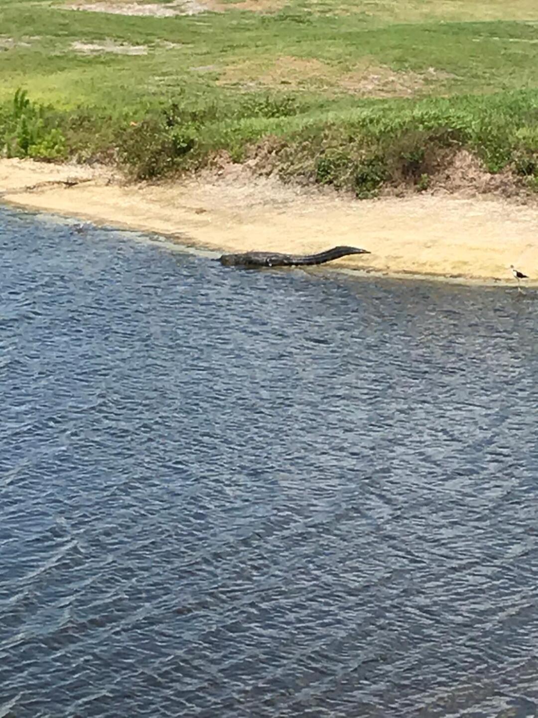 Seen a ten footer (Photo submitted by u828232143 on 04/29/2020)