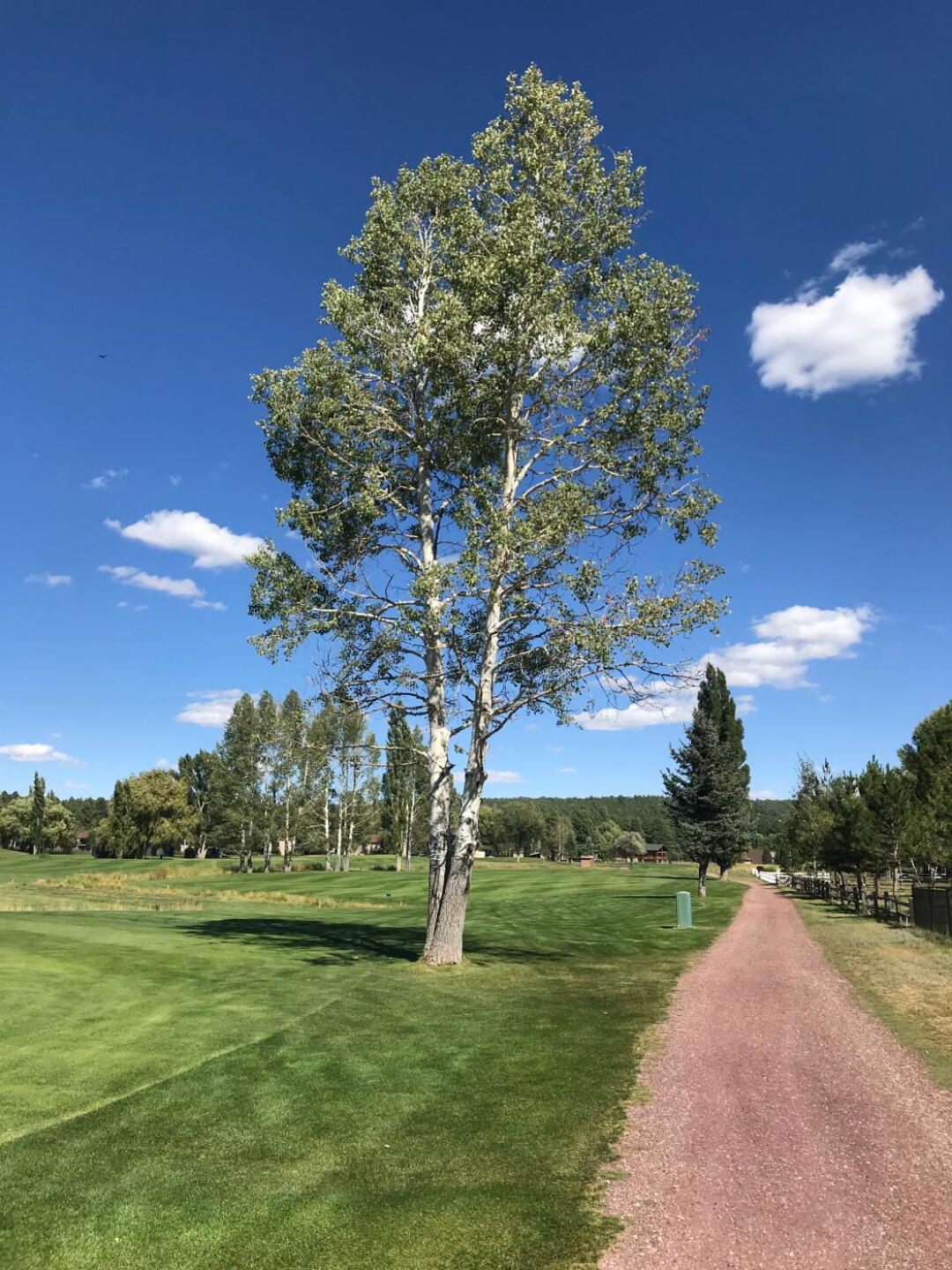 Mature trees around the course (Photo submitted by u0000043330 on 09/19/2019)