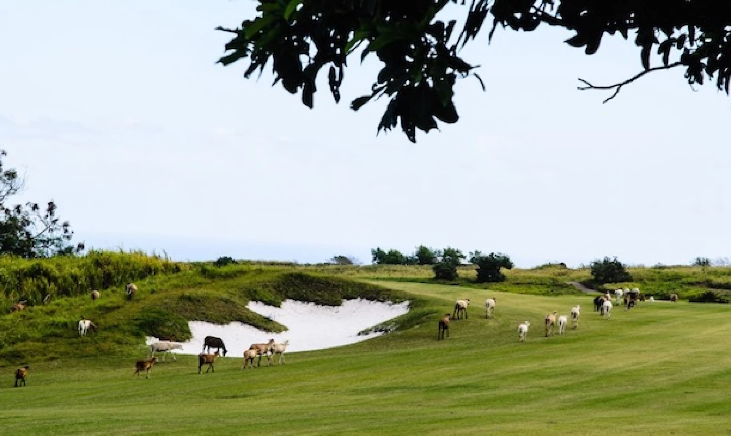 Irie Fields Golf Course