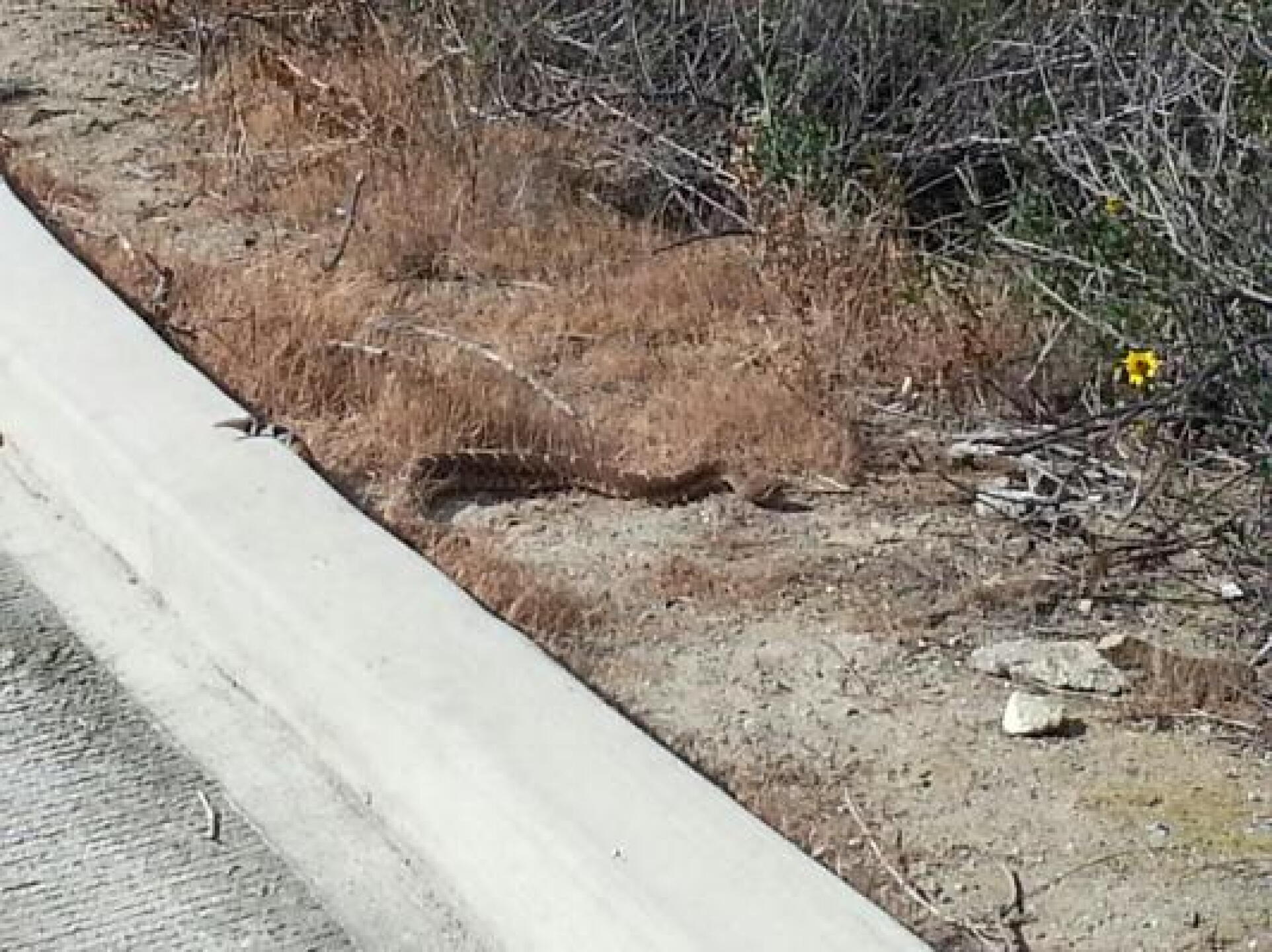 Obey those rattlesnake warning signs. (Photo submitted by slubbanick on 04/09/2013)