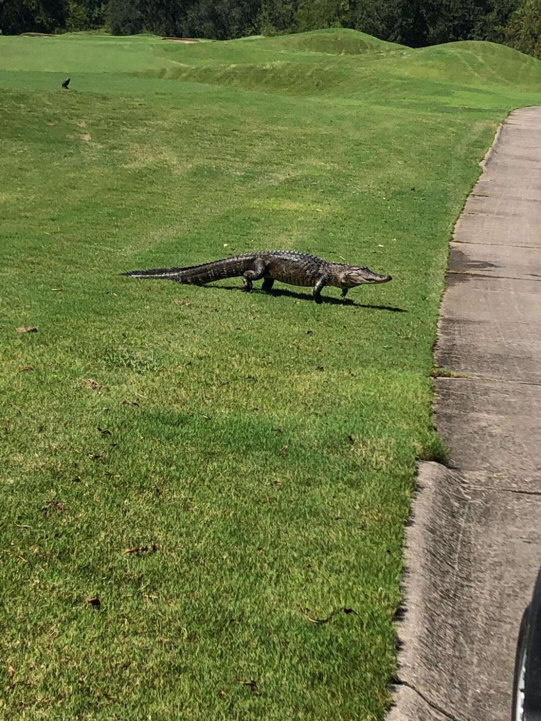 Friendly visitors lol (Photo submitted by u9888964 on 07/24/2019)