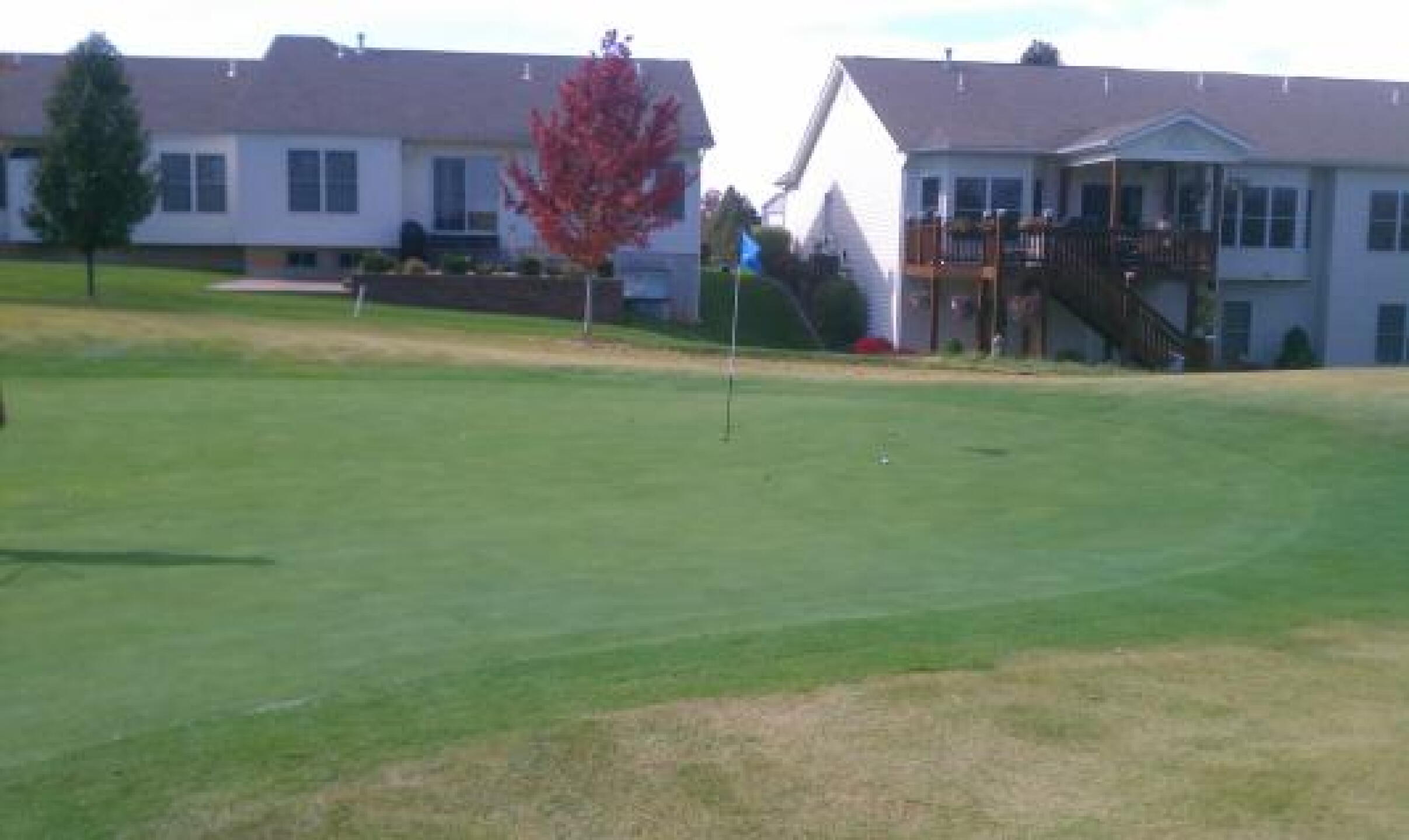GREAT GREENS! (Photo submitted by justin95095 on 11/15/2012)