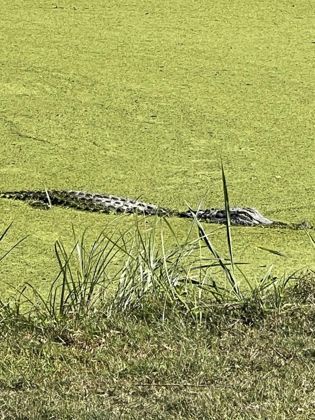 Alligator on back nine (Photo submitted by gsblackwellone on 10/22/2024)