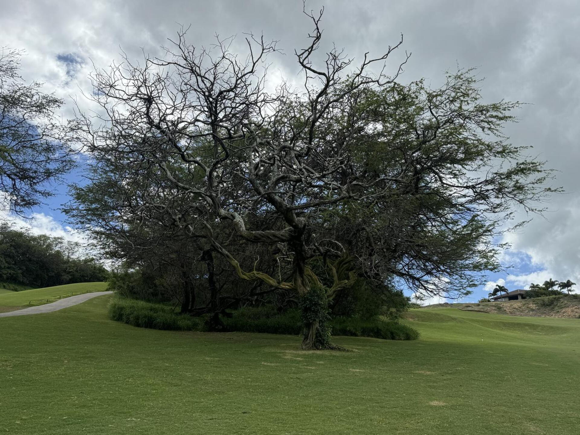 Love this twisted tree! (Photo submitted by LisaSetze on 02/15/2024)