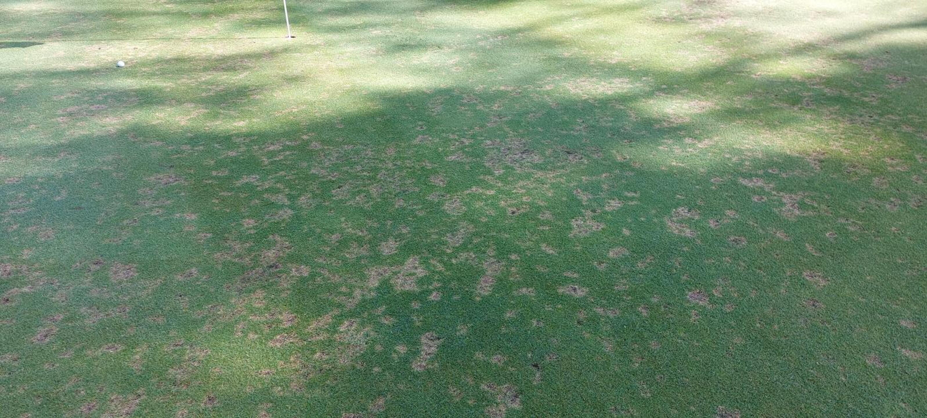 this is the condition of the 12th green.  This is standard condition on all greens (Photo submitted by hendu11 on 08/03/2023)