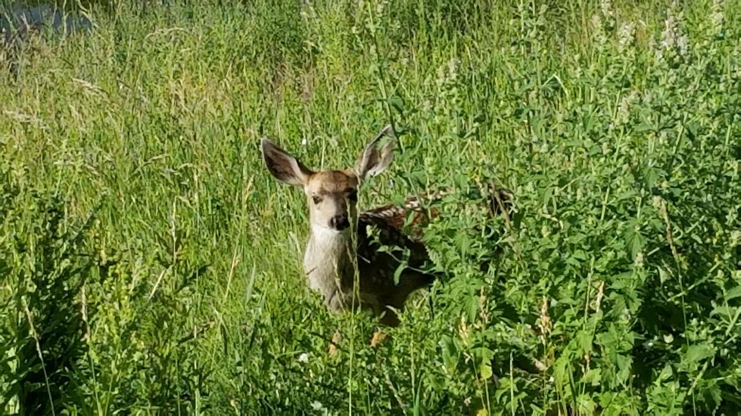 (Photo submitted by jeff2032415 on 07/06/2019)