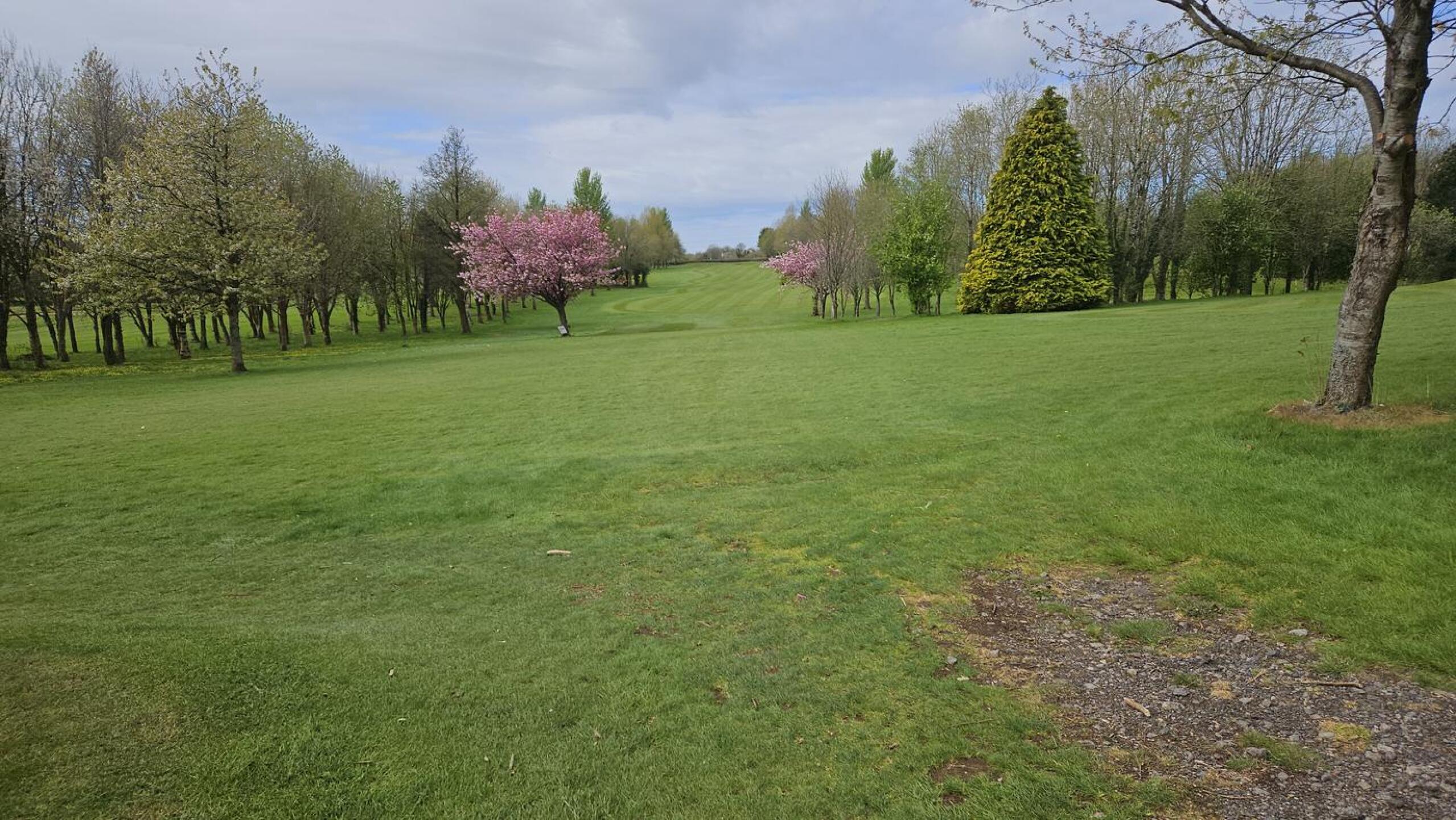 Beautiful cherry blossom framing the fairway (Photo submitted by DavidLewis22 on 04/19/2025)