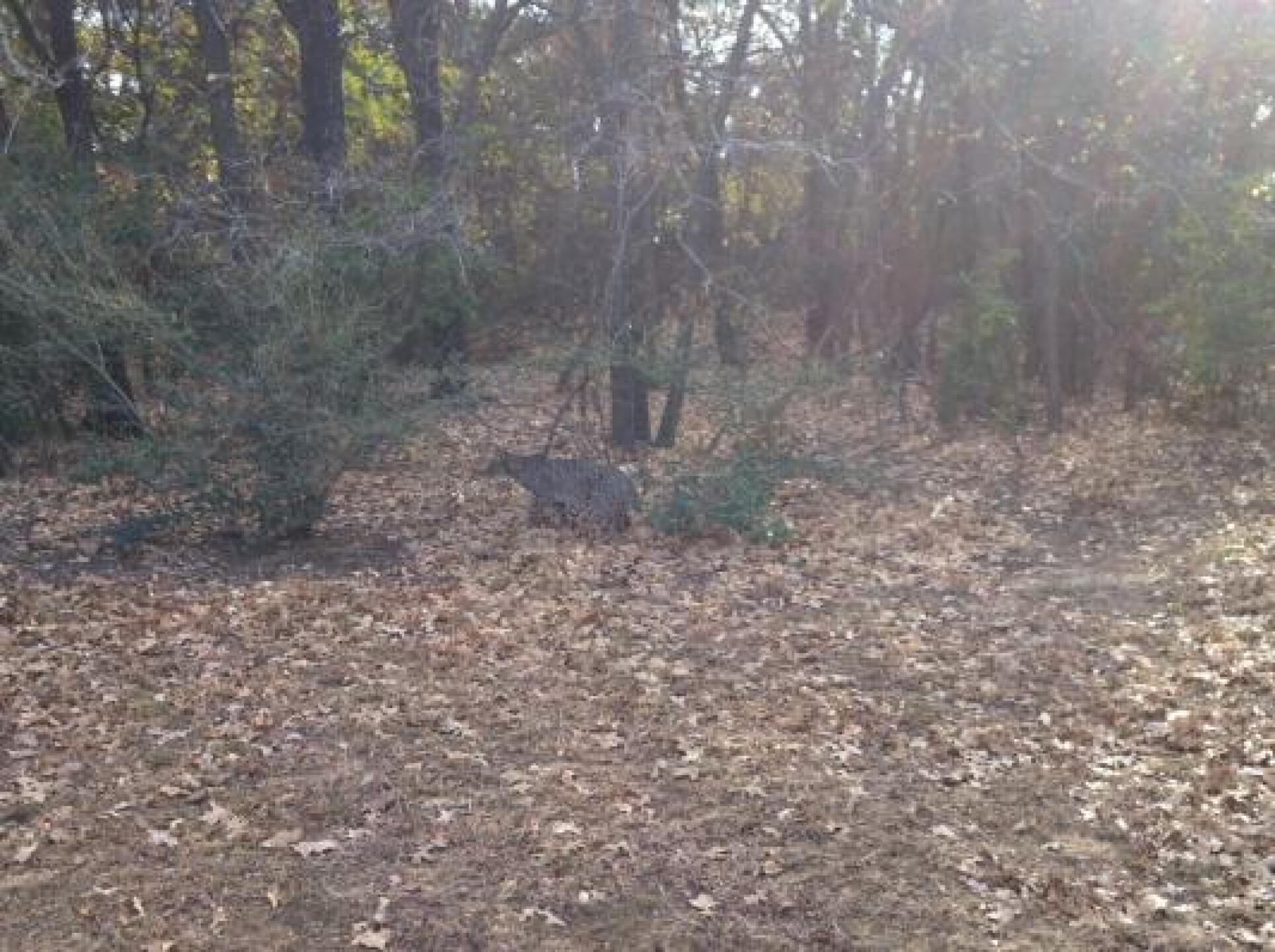 (Photo submitted by lenmw80 on 12/09/2012)