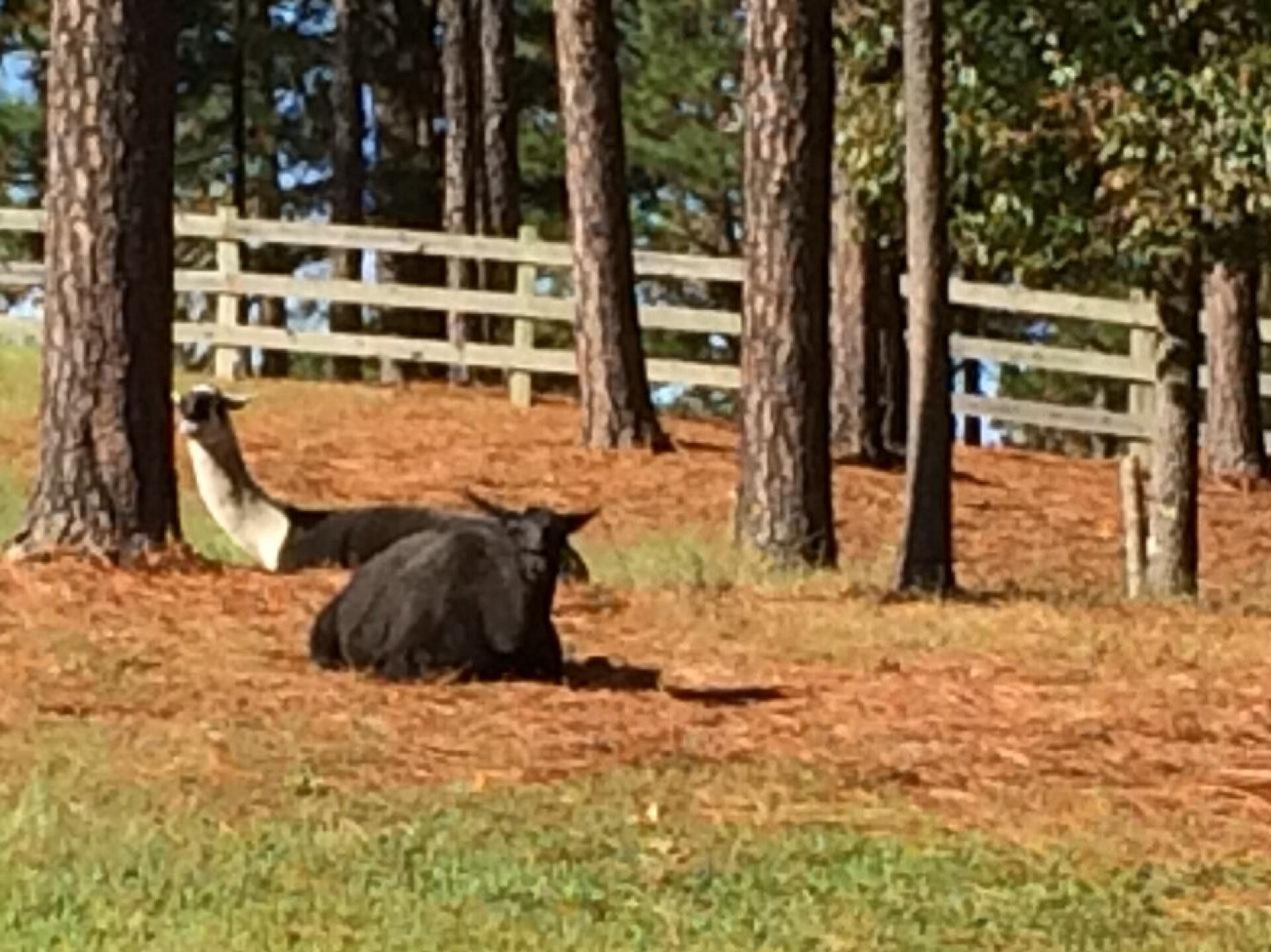There are still llamas at Talamore (Photo submitted by MikeBaileyGolf on 10/23/2017)