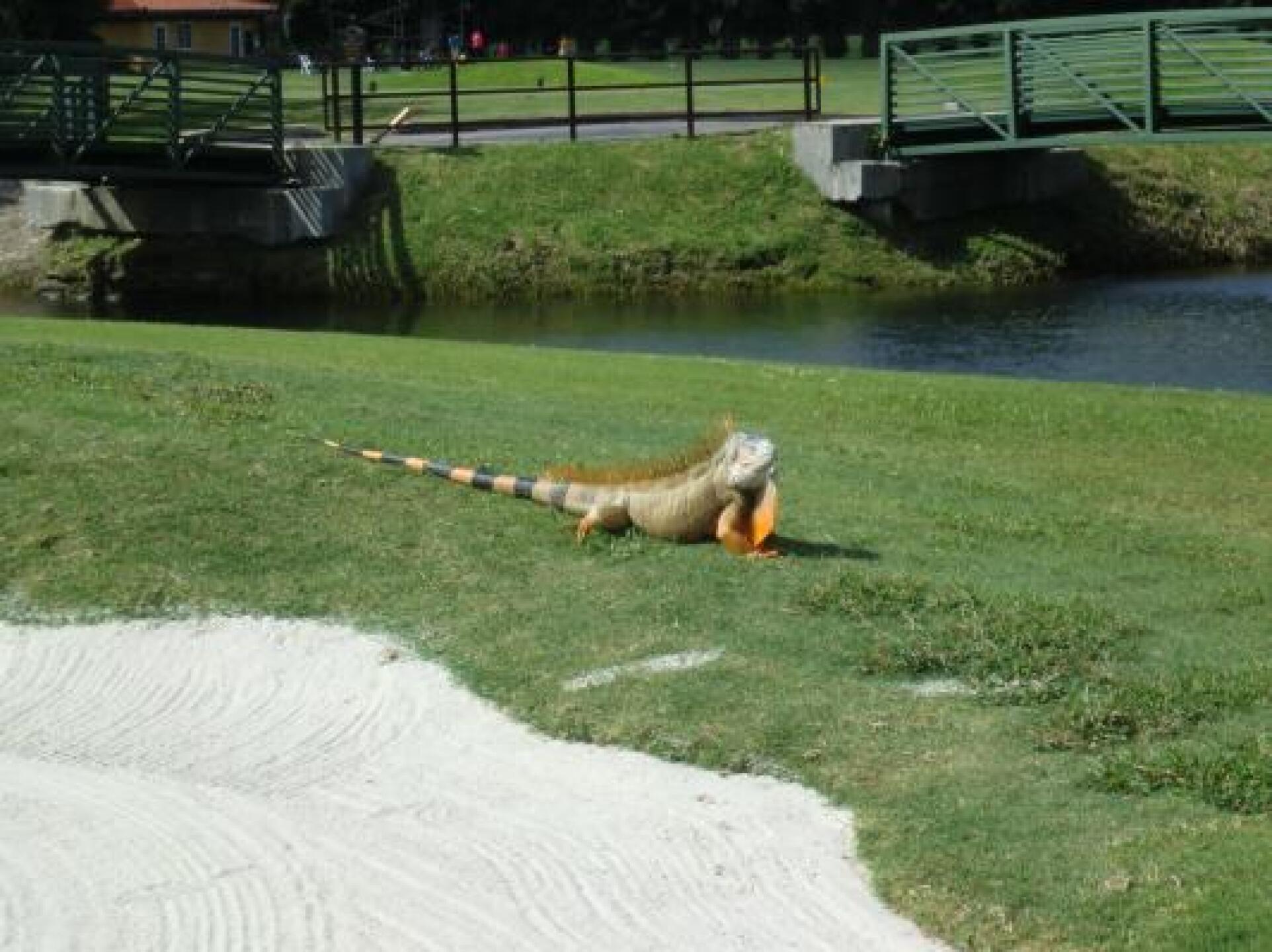The biggest iguana (Photo submitted by sabella on 11/04/2012)