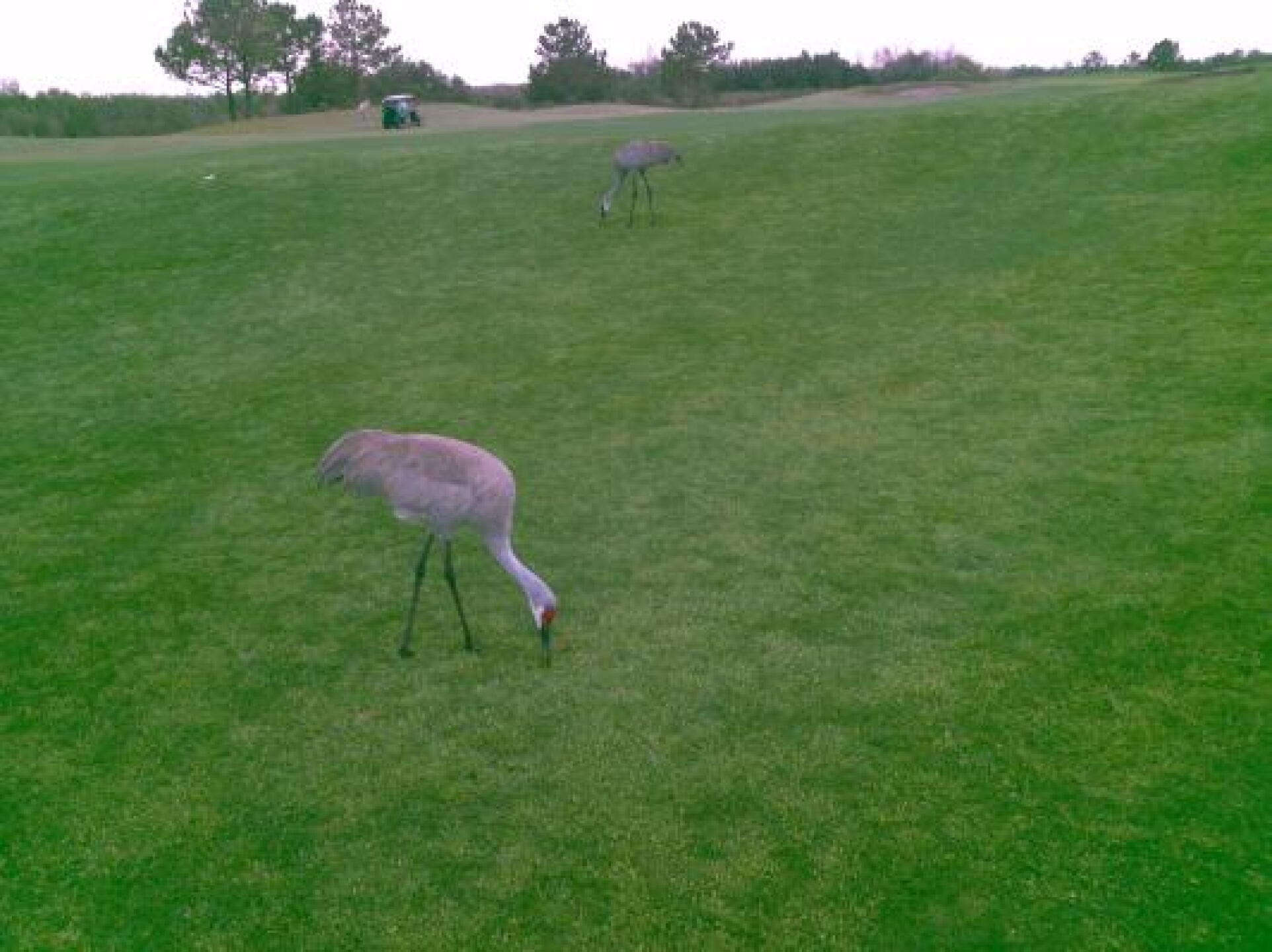 Just one of the many beautiful birds on/near the course (Photo submitted by nikki2525 on 02/27/2014)