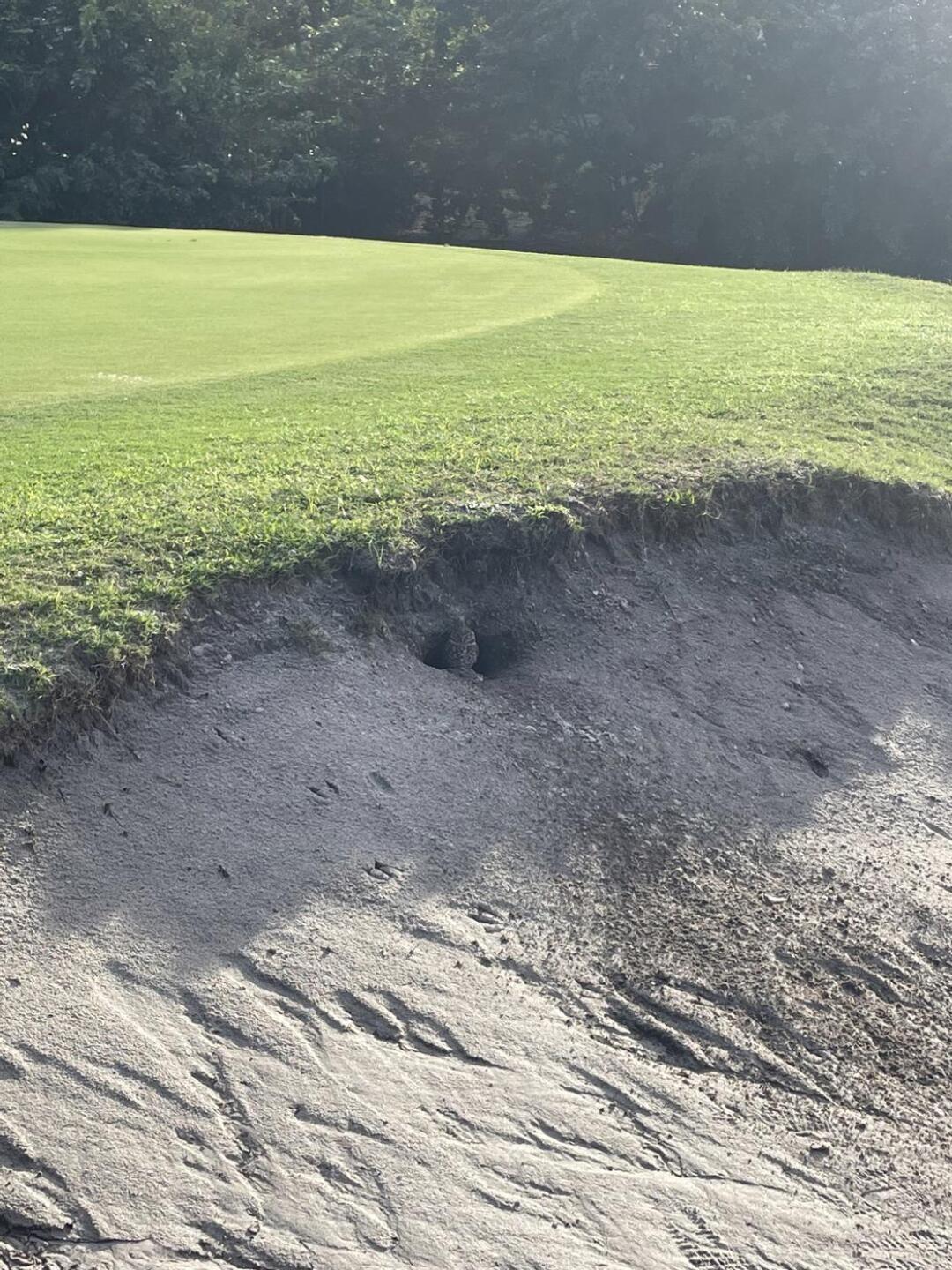 Burroughing Dwarf Owls (Photo submitted by u314162468926 on 02/07/2023)