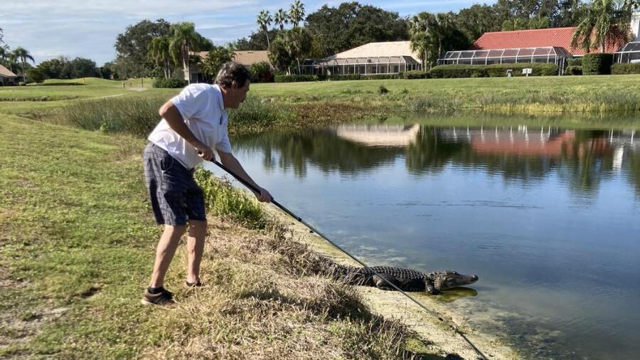 The Groves - alligator 