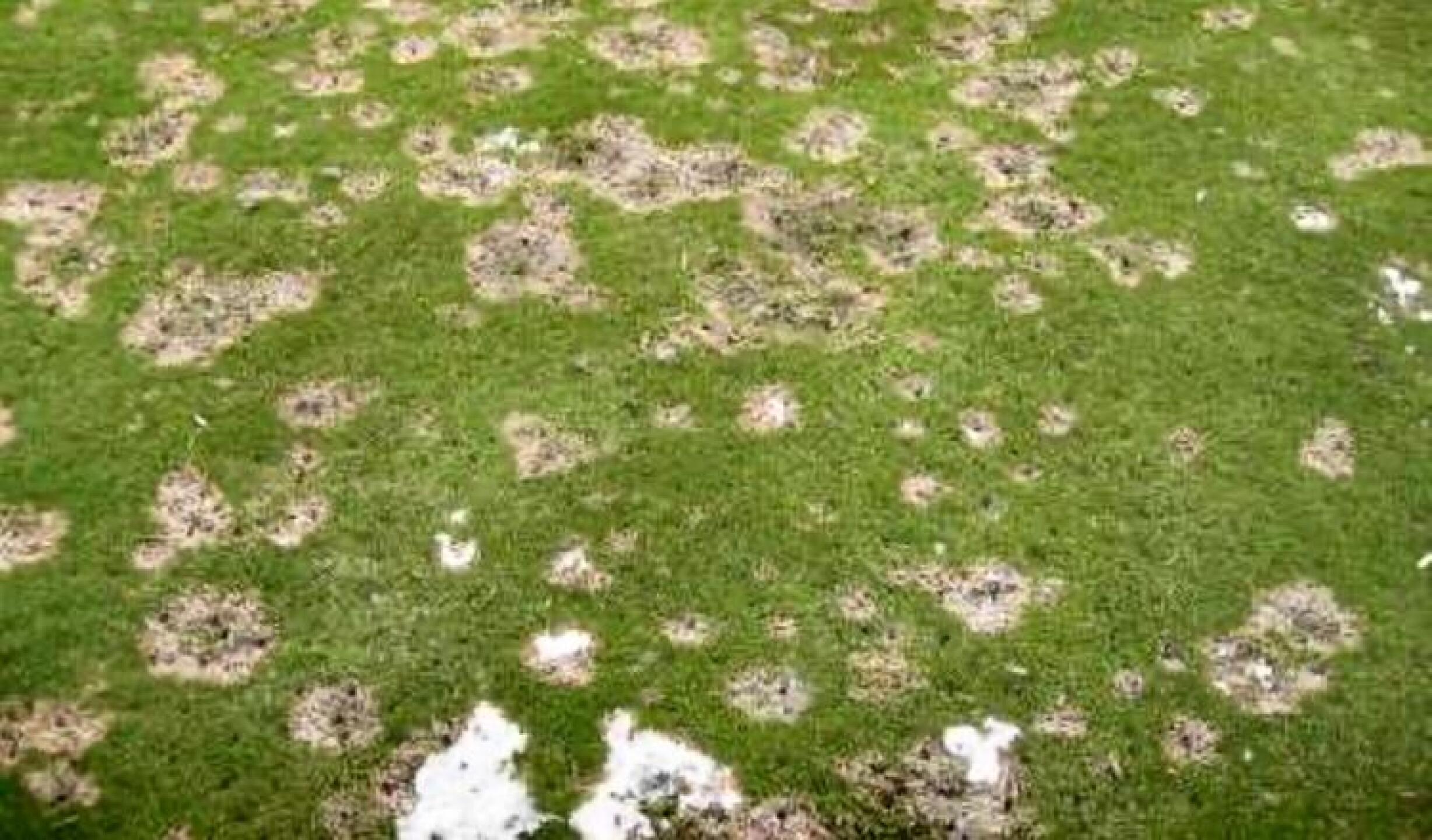 (Photo submitted by edwlath on 09/07/2020)