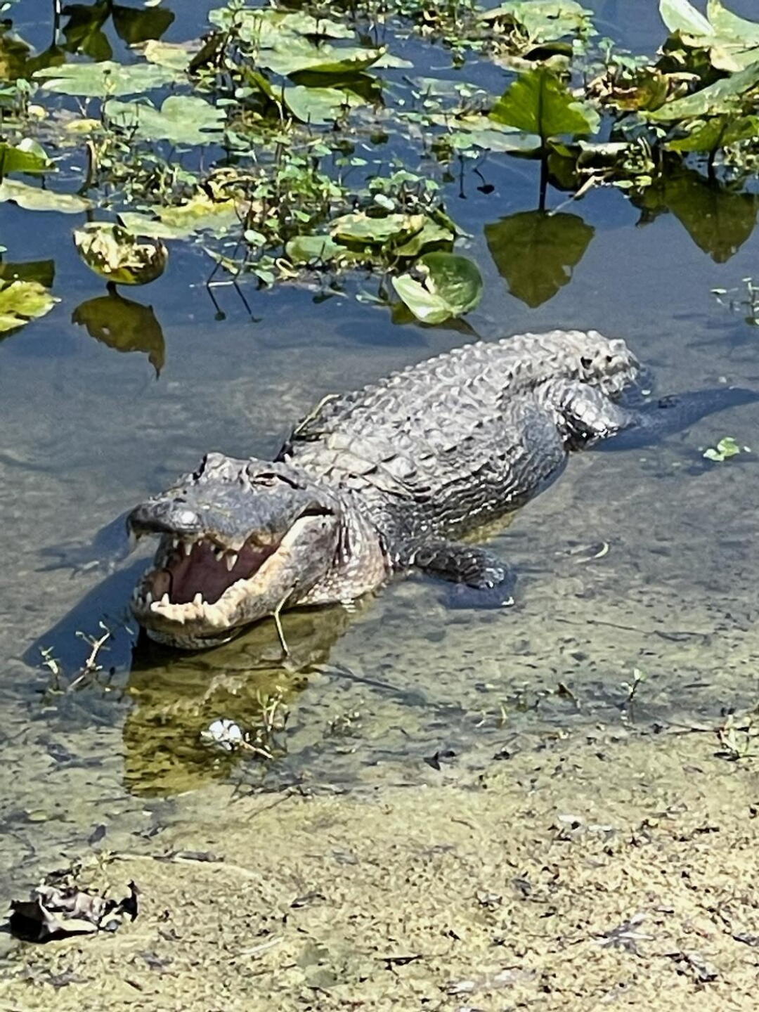 Friendy spectator!! (Photo submitted by RG88102AFDB7ACA76D4 on 03/28/2022)