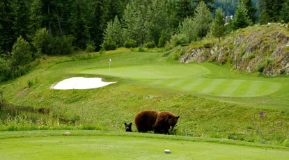 Fairmont Chateau Whistler GC - bear and cub