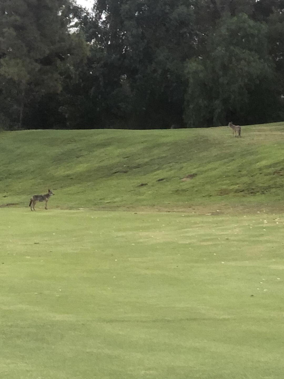 Wildlife (Photo submitted by u314161209040 on 07/19/2021)