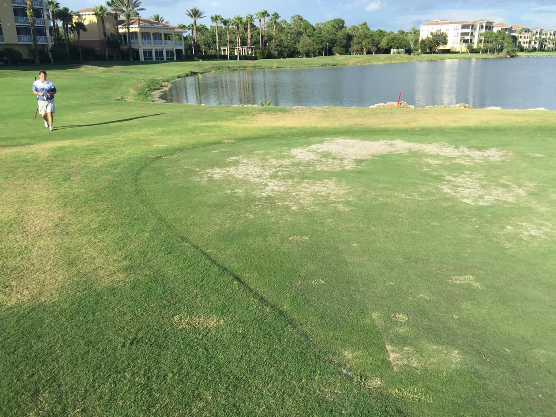 Huge diseased spots on greens (Photo submitted by jarrett3112794 on 07/11/2016)