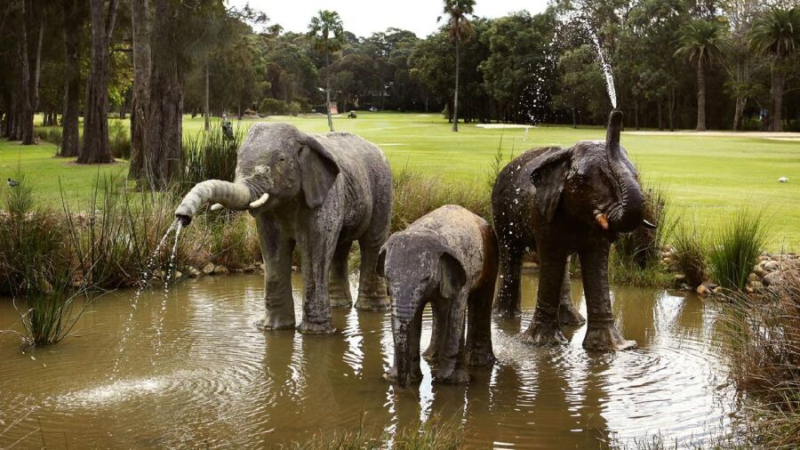 Bayview GC: elephants