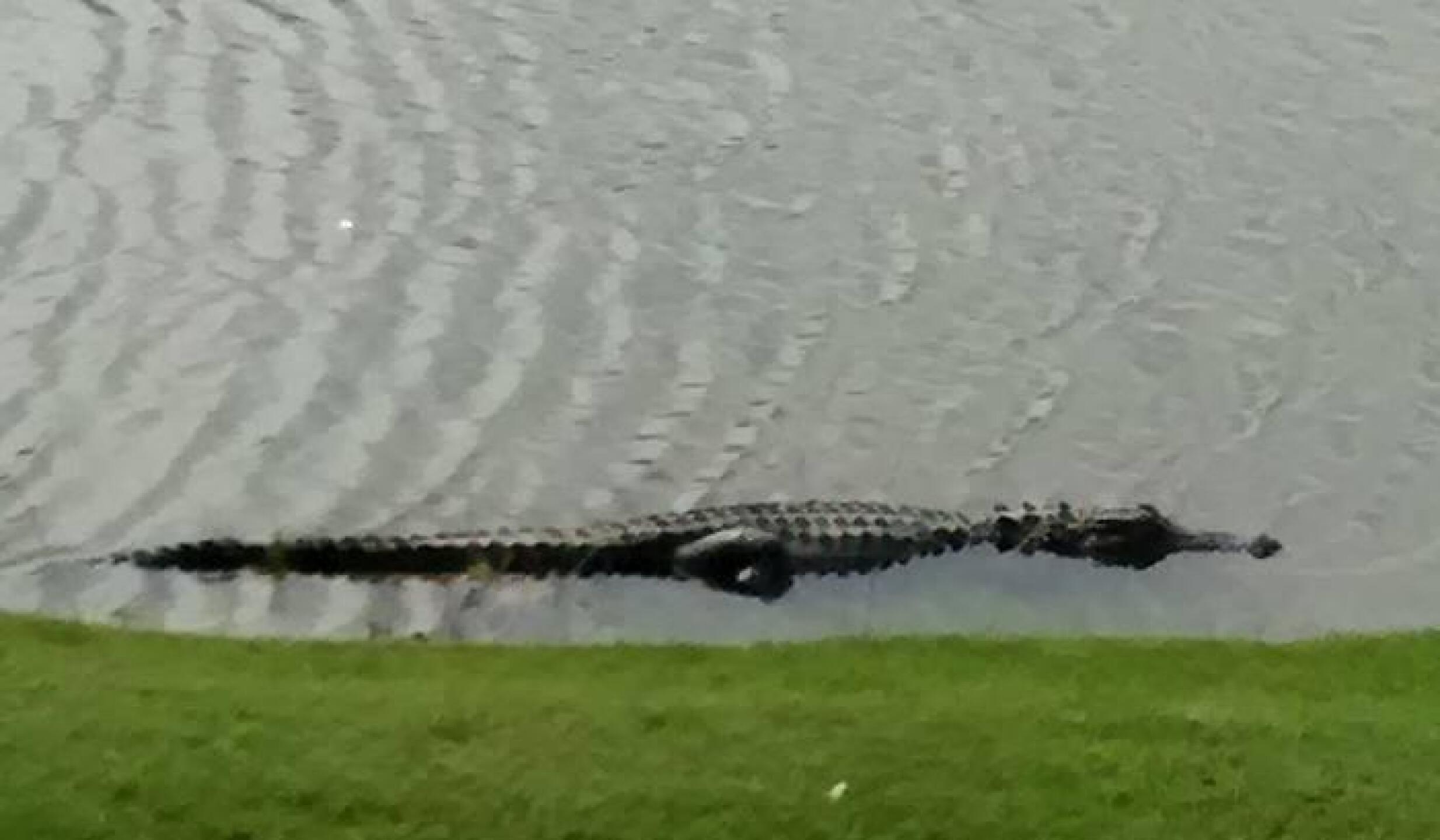 My first encounter with some of the "LOCALS" (Photo submitted by Ernest1975 on 03/26/2016)