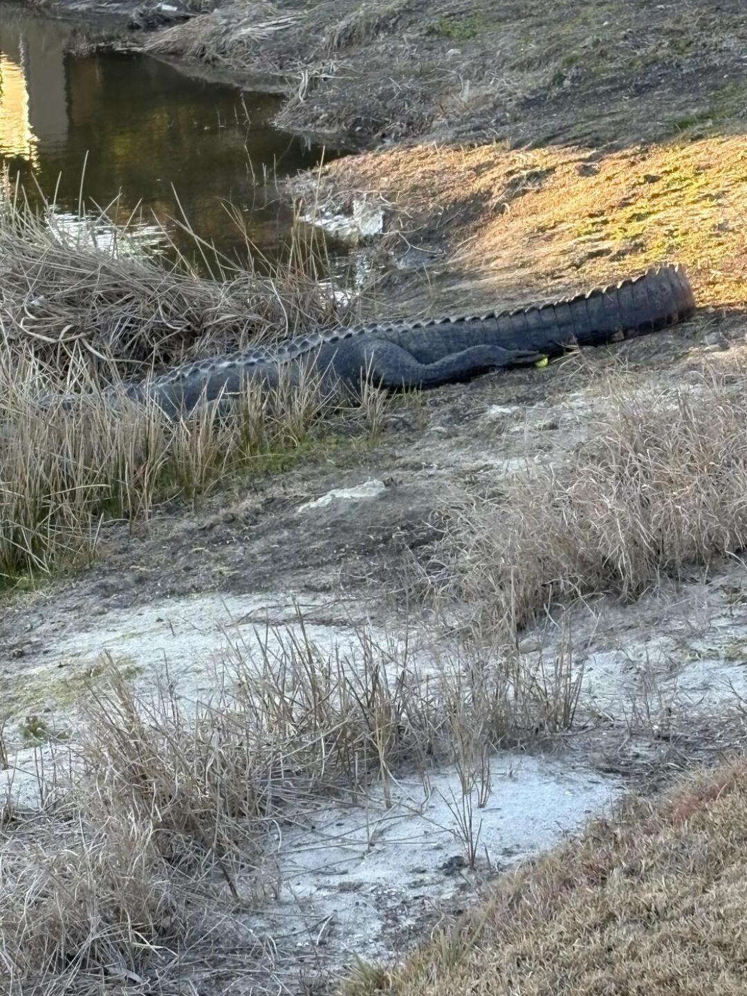 (Photo submitted by u000006818327 on 02/07/2026)