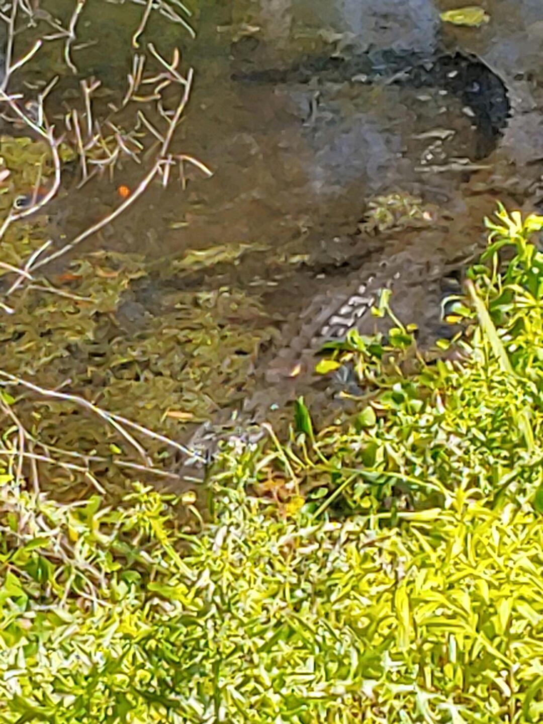 Gator!!! (Photo submitted by MenofFaith444 on 05/04/2022)