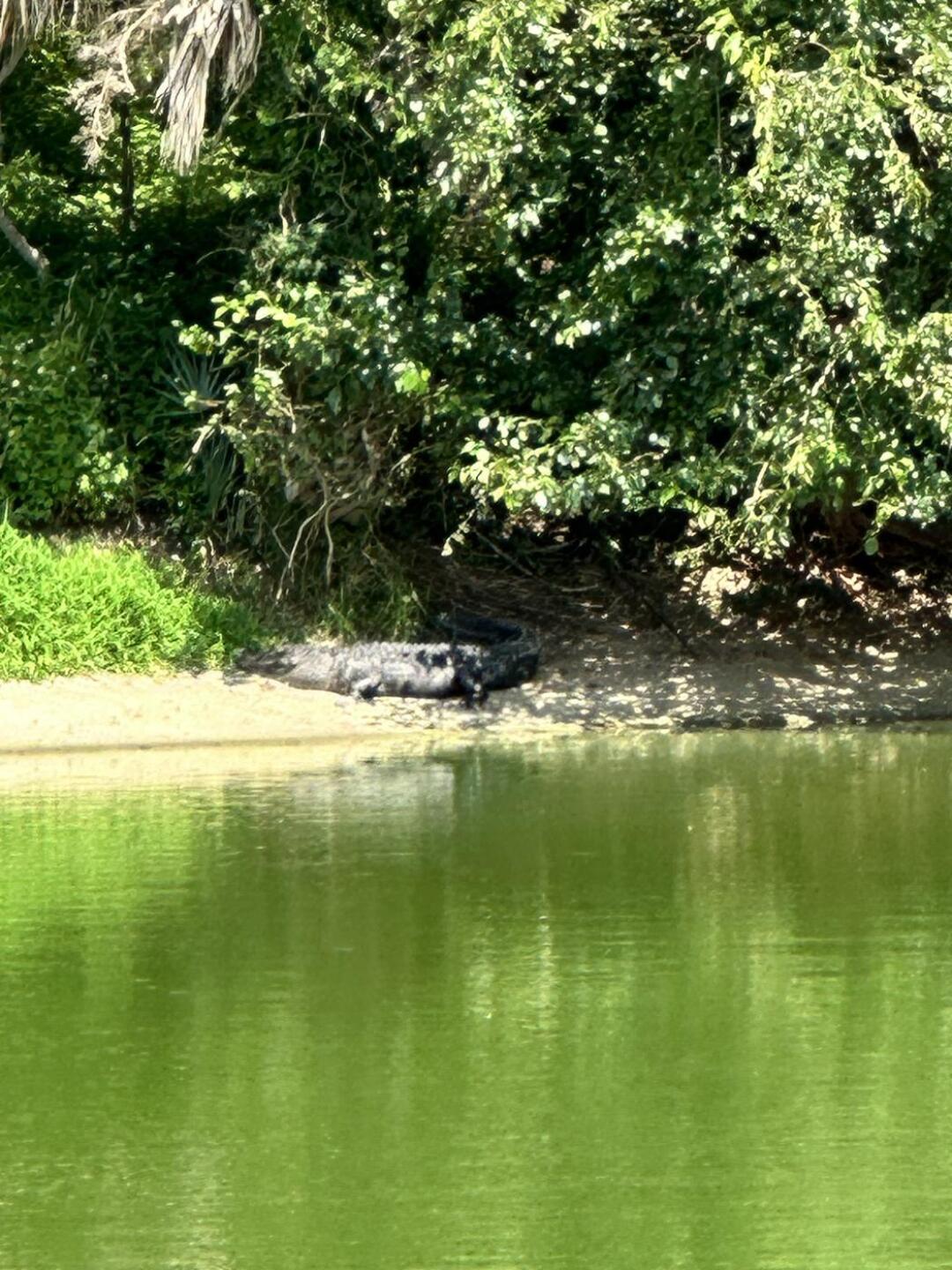 Monster gator (Photo submitted by u9430669 on 06/24/2023)