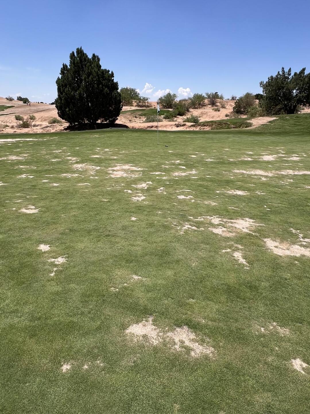 (Photo submitted by u390113881 on 07/06/2025)