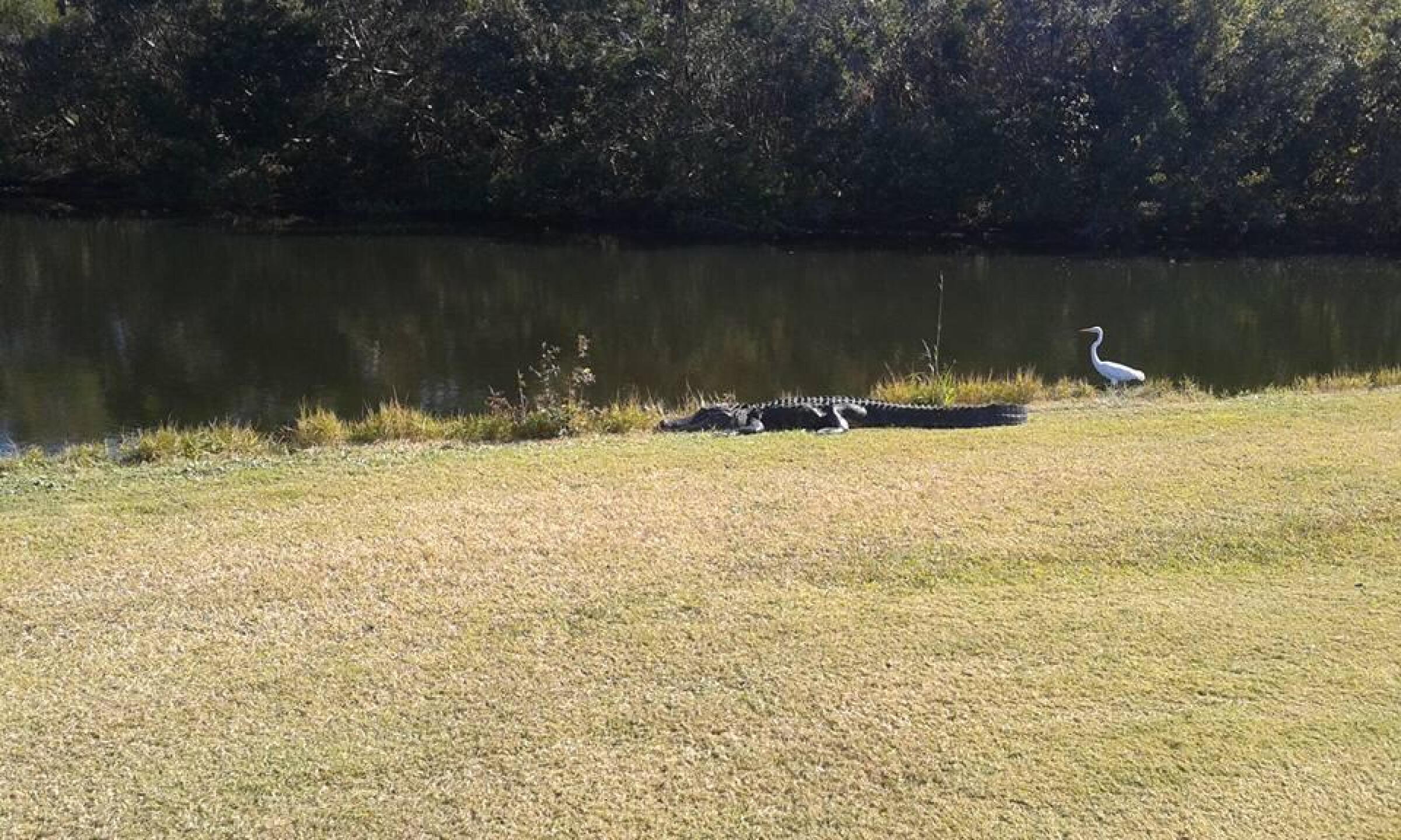 Yep, right where I hit it. (Photo submitted by osteens2008 on 11/24/2016)
