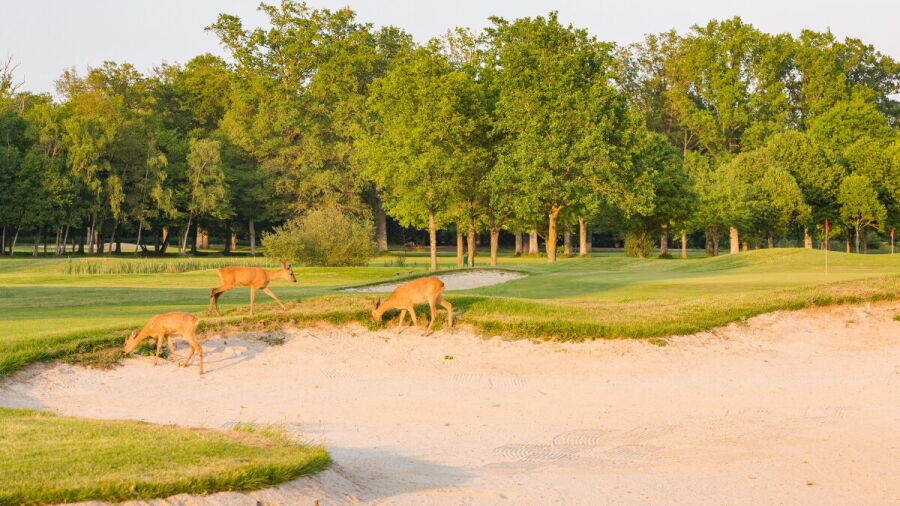 Yvelines GC - Les Tilleuls