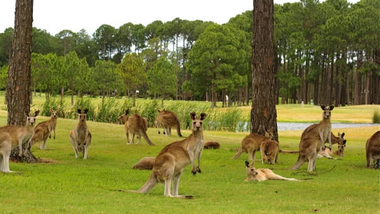 Kangaroos at Sanctuary Cove Golf Club