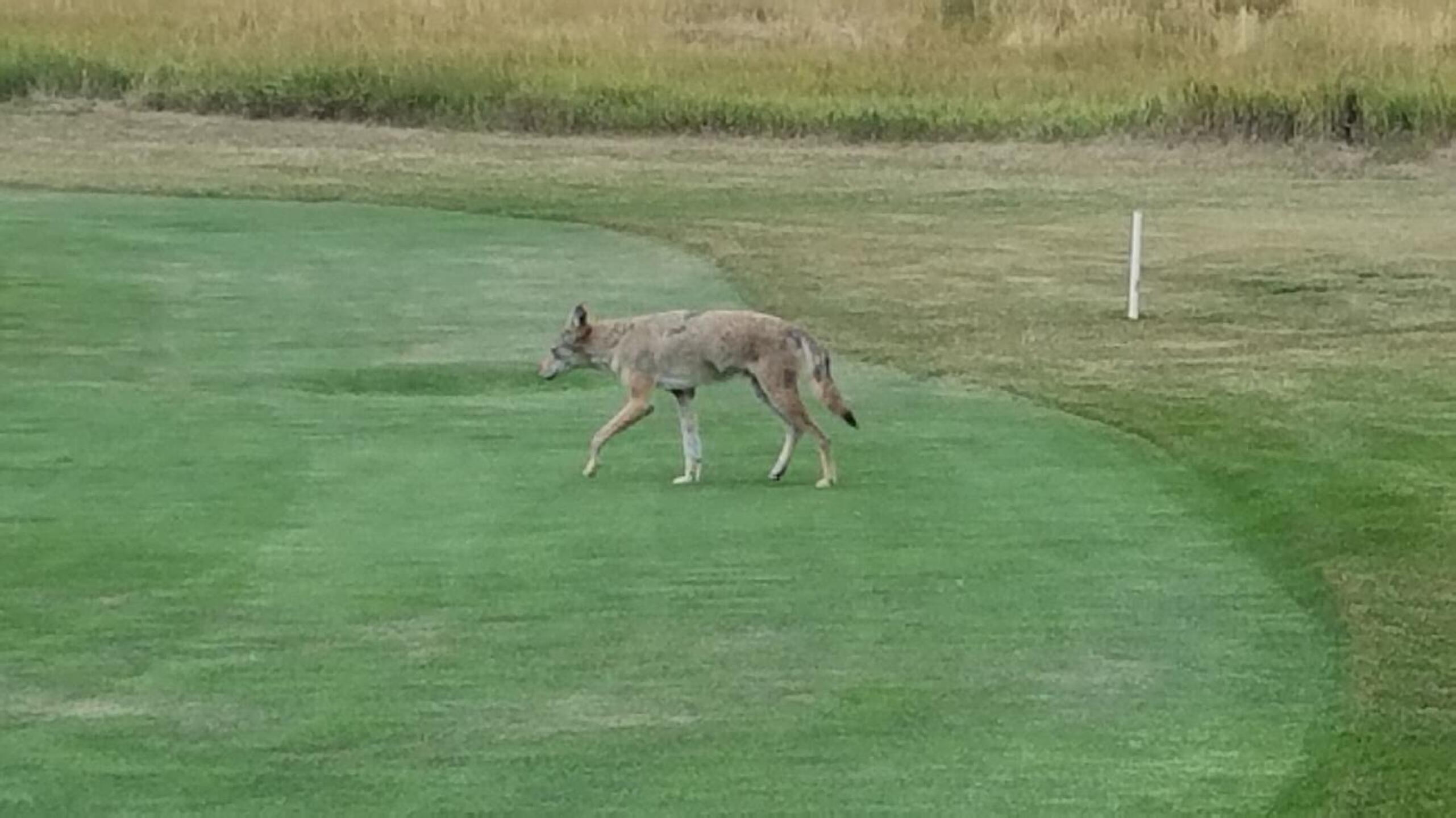 Coyote on the 12th fairway (Photo submitted by u000004944422 on 08/16/2016)