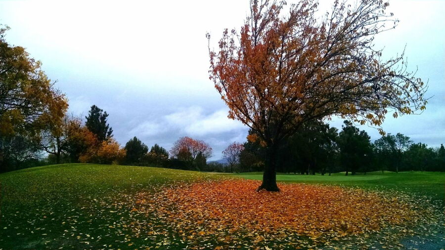 Sunnyvale GC