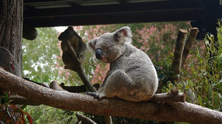 Best of golf and travel in Australia - Koala