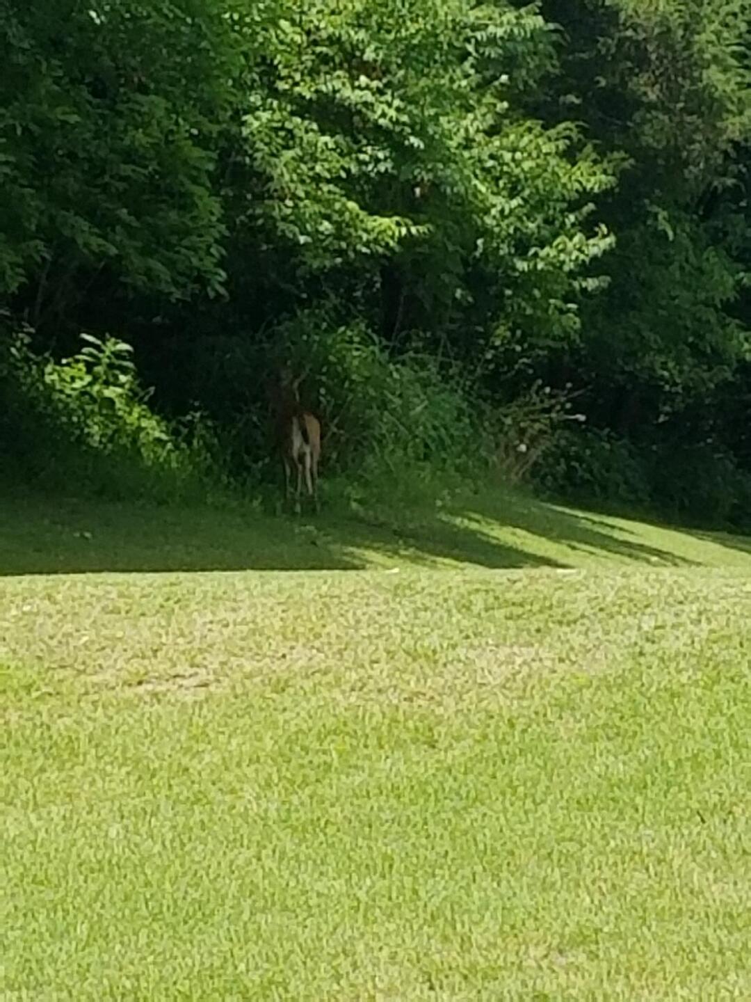 Hole#2 deer (Photo submitted by u328279870 on 10/10/2021)