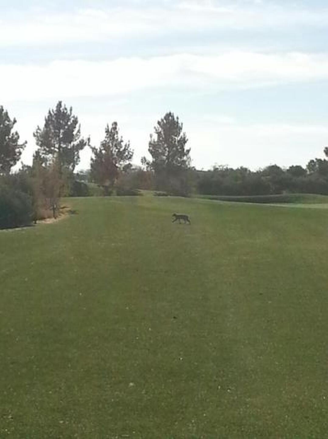 The Bobcat (Photo submitted by edge882 on 01/29/2015)