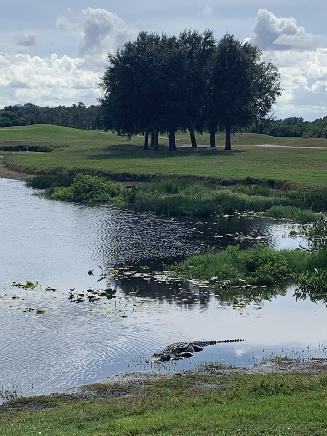 Gator (Photo submitted by u2068772 on 01/11/2022)