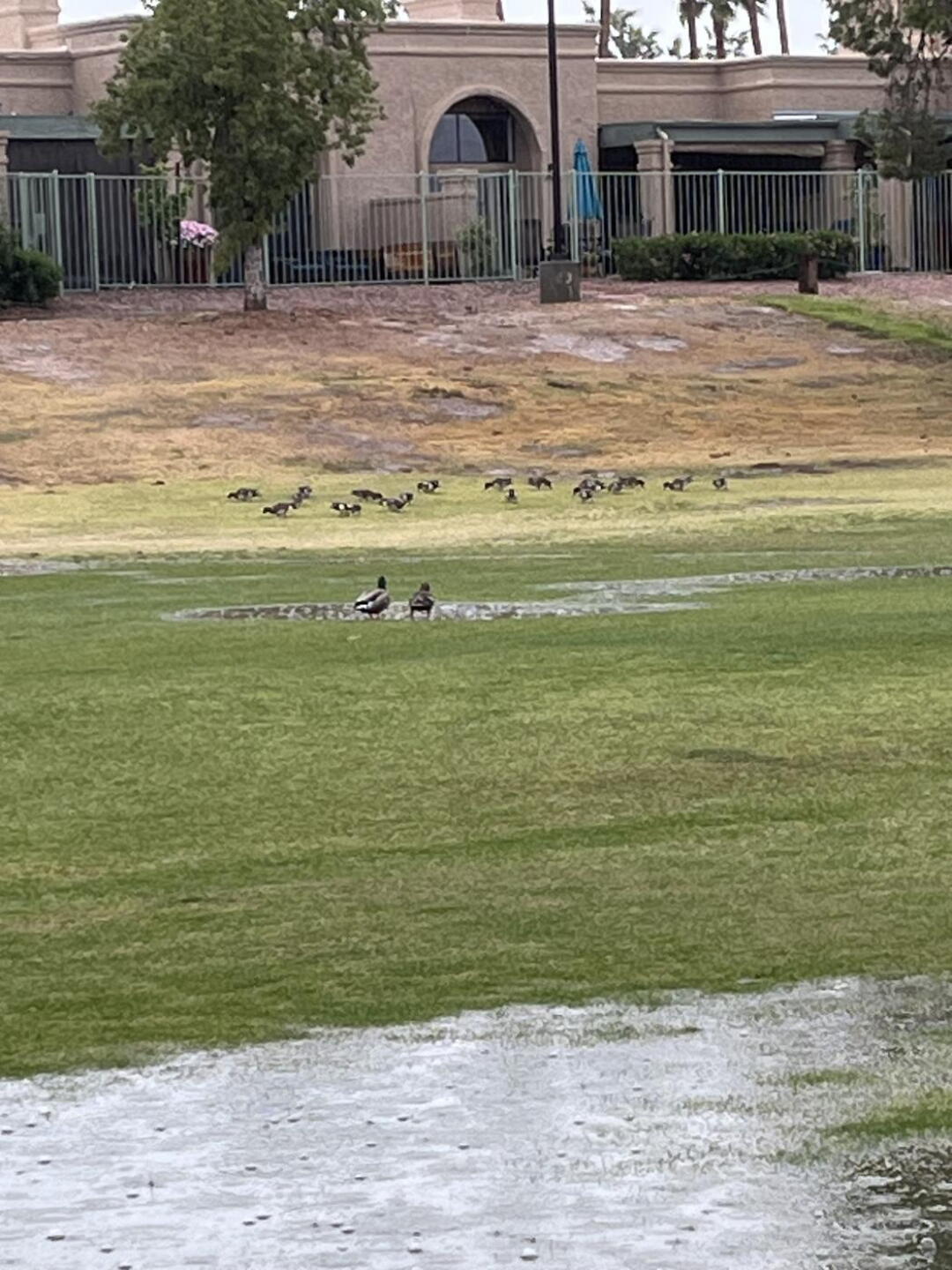 Ducks day at the course (Photo submitted by u765732670 on 03/14/2025)