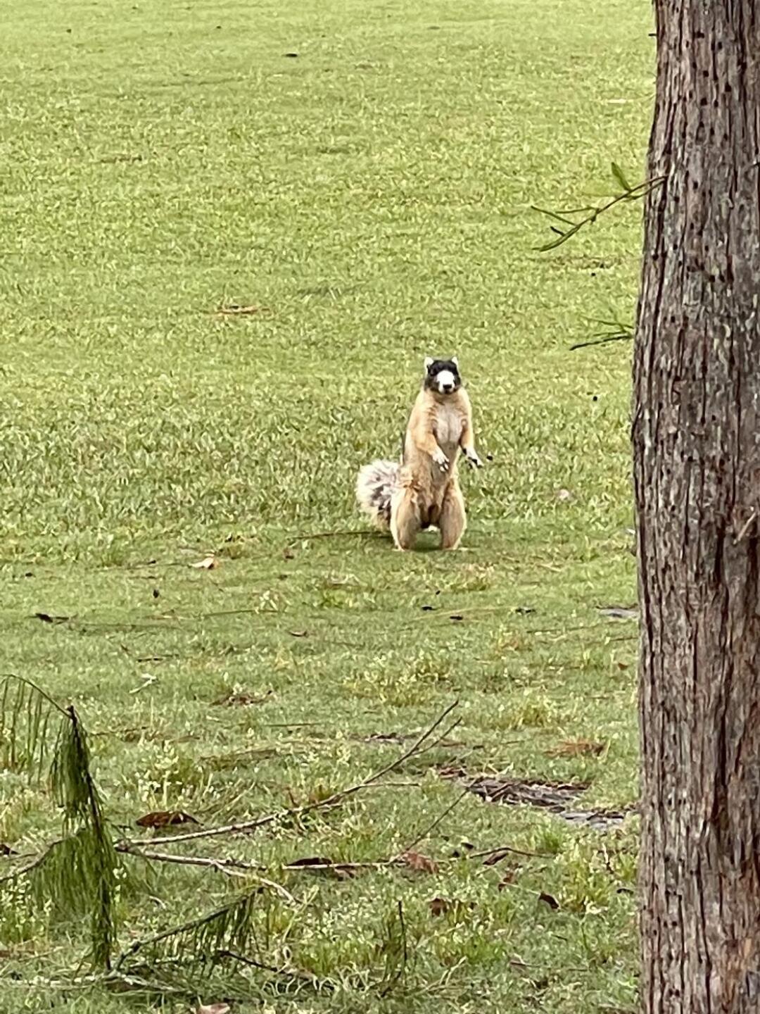 Take black squirrels (Photo submitted by u314162583747 on 05/10/2023)