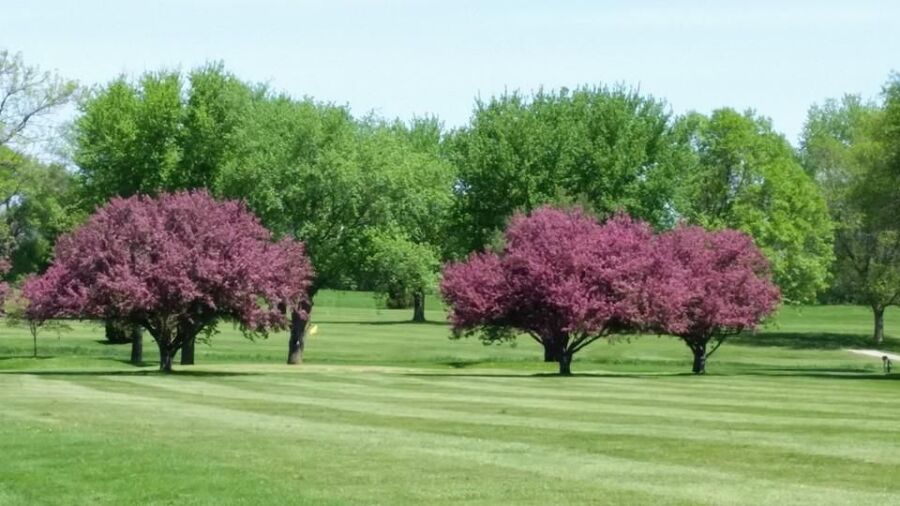 Meadowbrook CC: #8