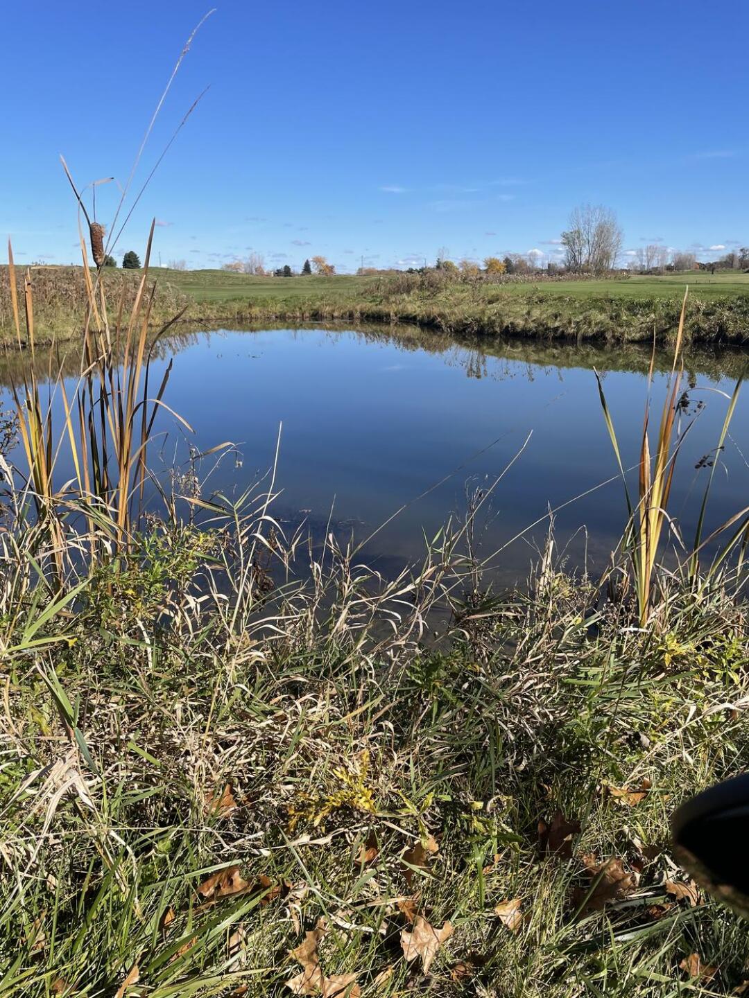 (Photo submitted by jRjB4iPzNw5WJdkYutgv on 10/30/2024)