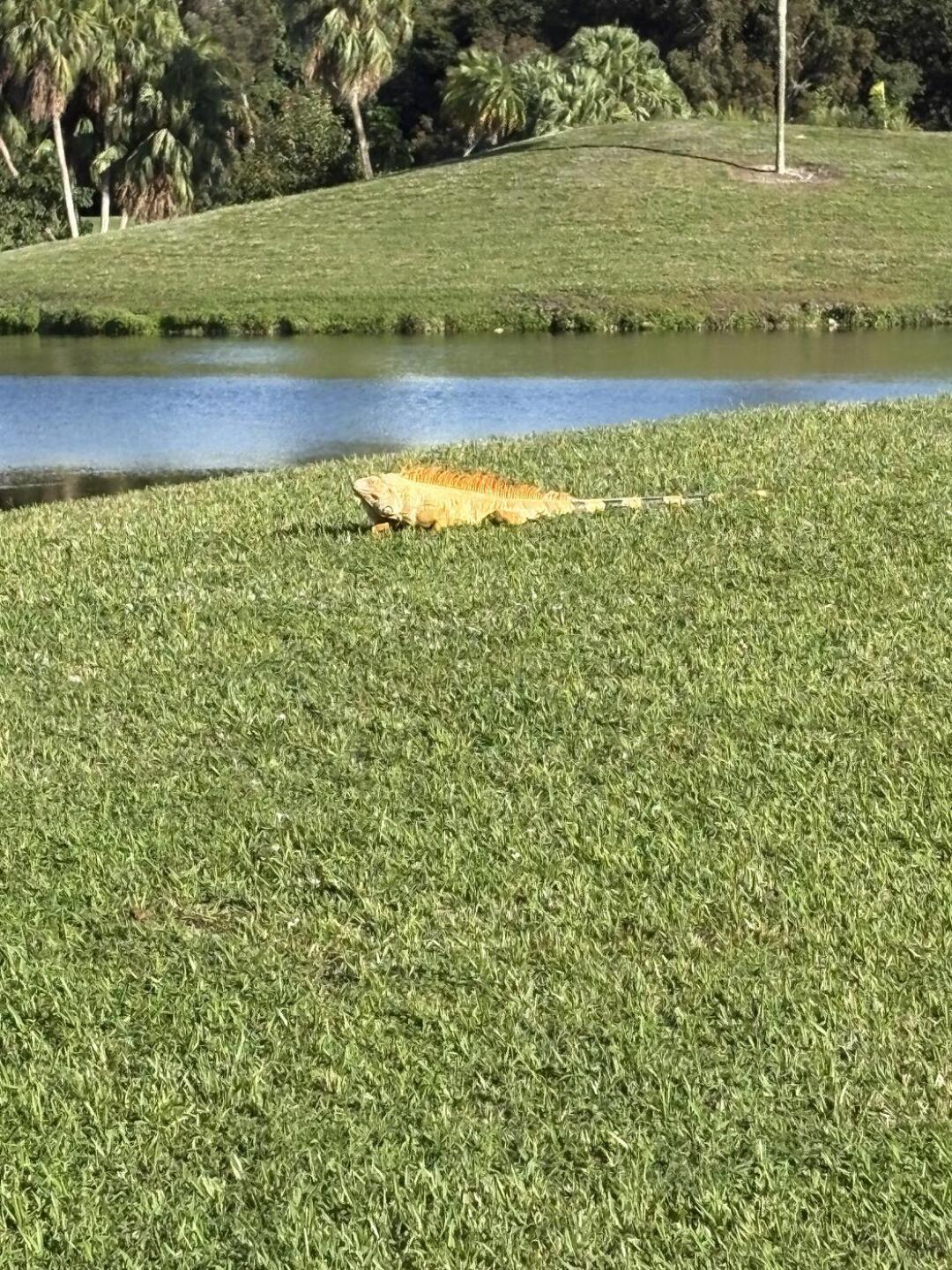 Gator on fairway #5 (Photo submitted by RG41402E5F4F4DCD1A7B on 12/18/2025)