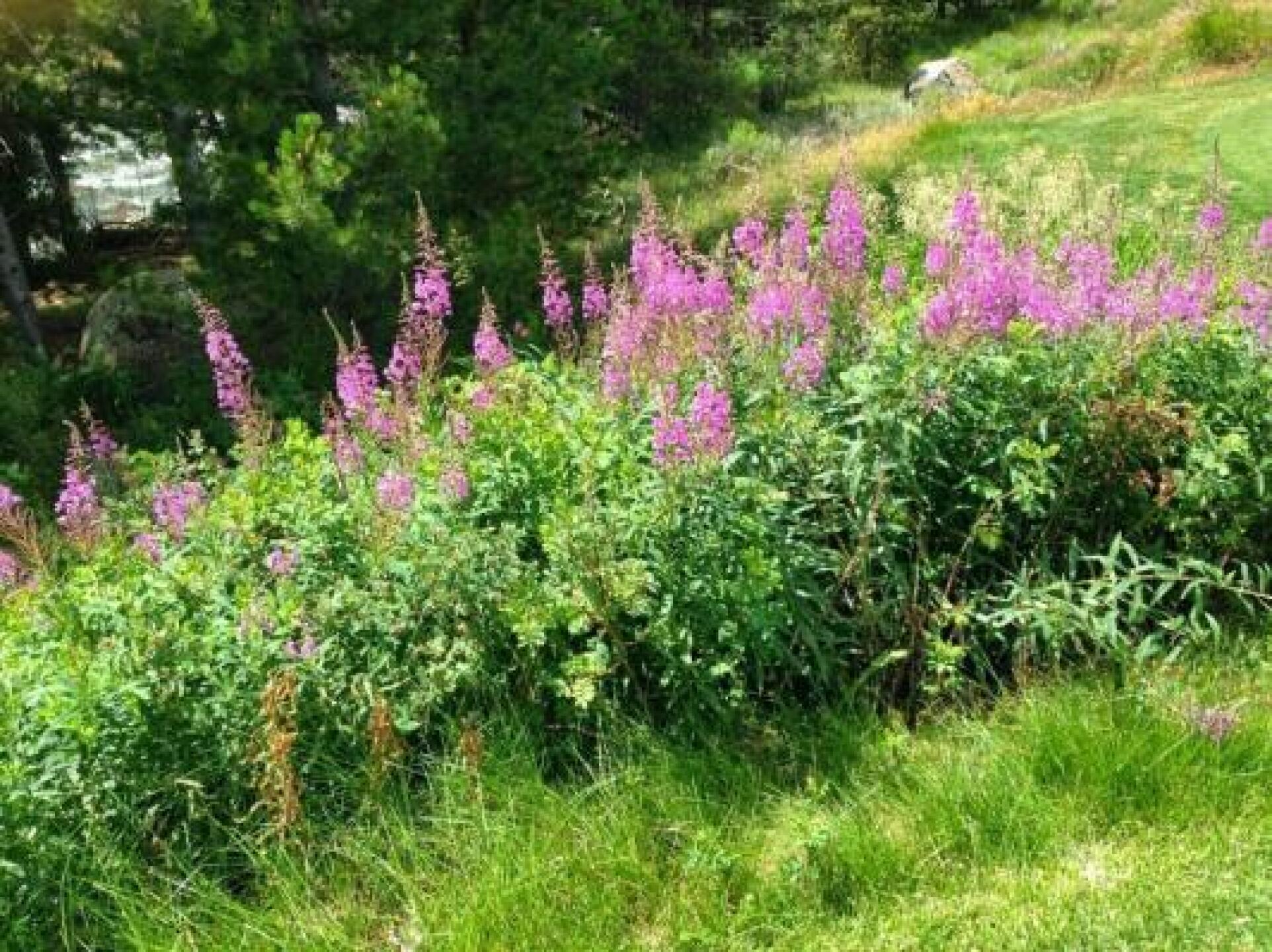 (Photo submitted by Kimmy2652810 on 08/04/2014)