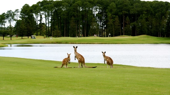 The Pines golf course at Sanctuary Cove